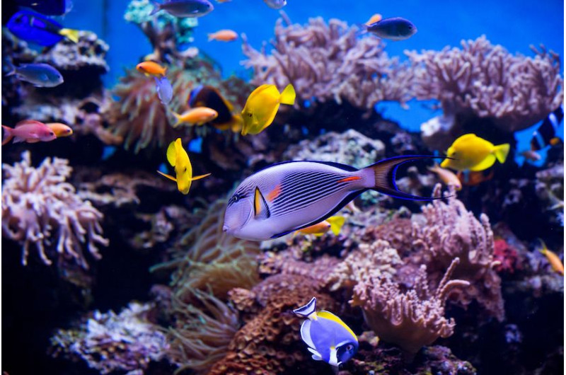 Lost Chambers Aquarium Dubai tickets